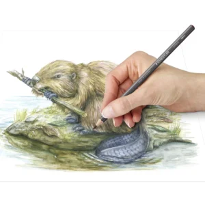 Lápis de Cor Tintado c/ 12 cores - Staedtler - Image 3