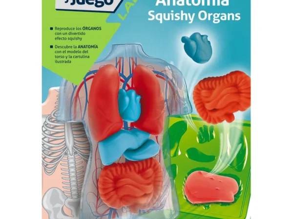 Kit de anatomia de órgãos - Image 3